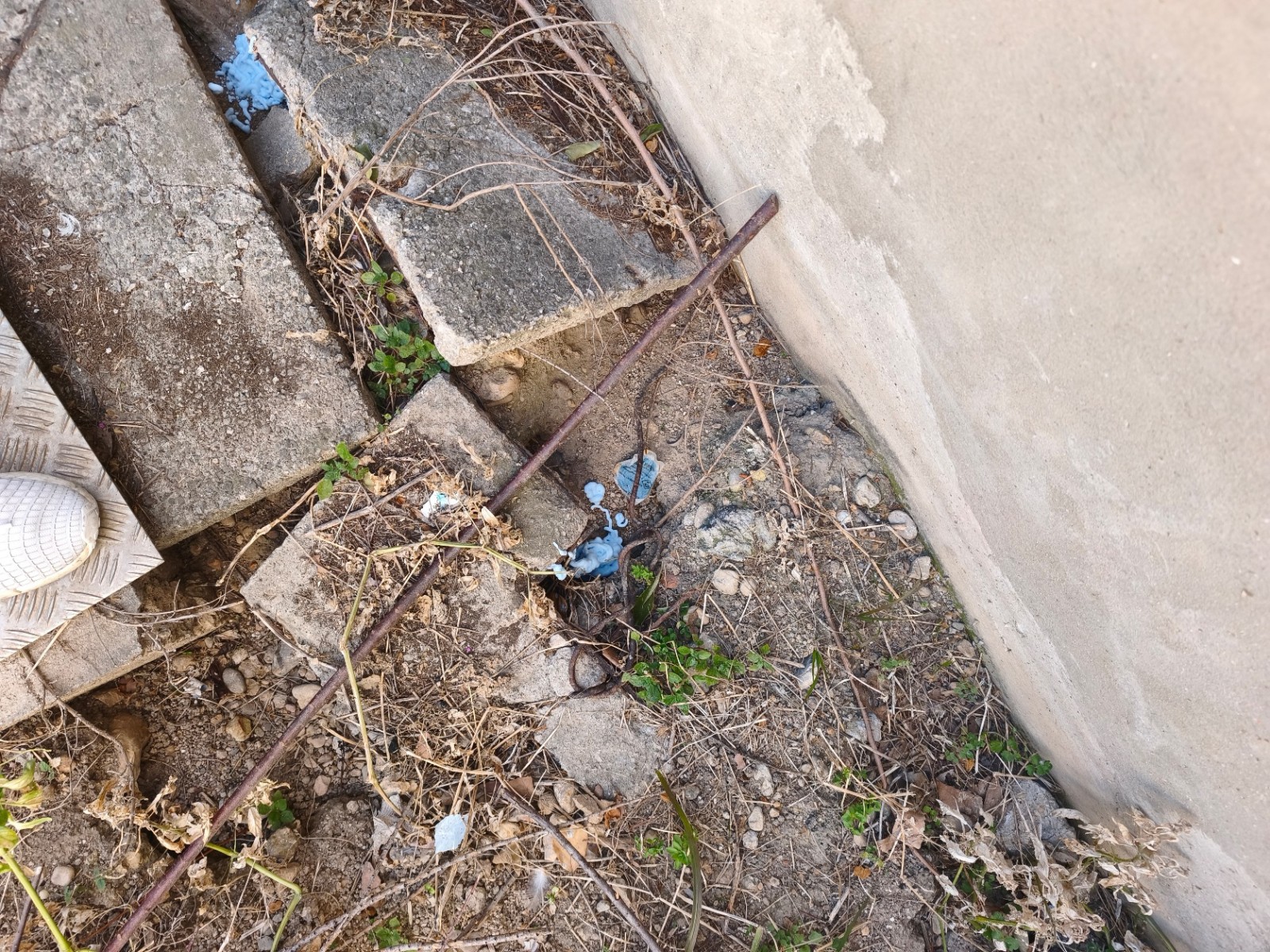 LT PRO intervient 24h/7j pour éliminer rats et souris : devis rapide 