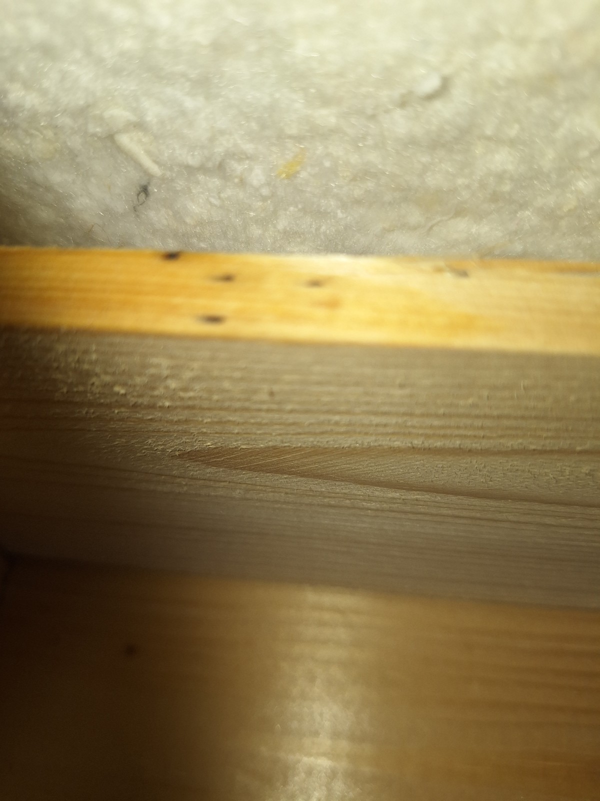 Qui doit régler un traitement de punaises de lit dans un appartement en tant que locataire