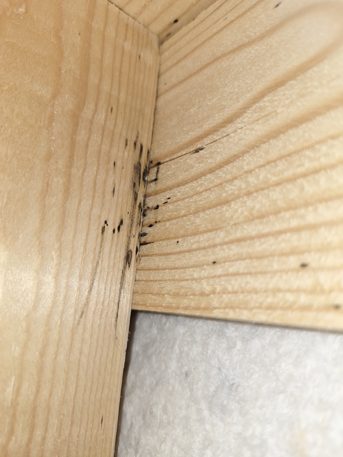 Entreprise pour traitement punaise de lit avec pulvérisation  et fumigation à Marseille 13006