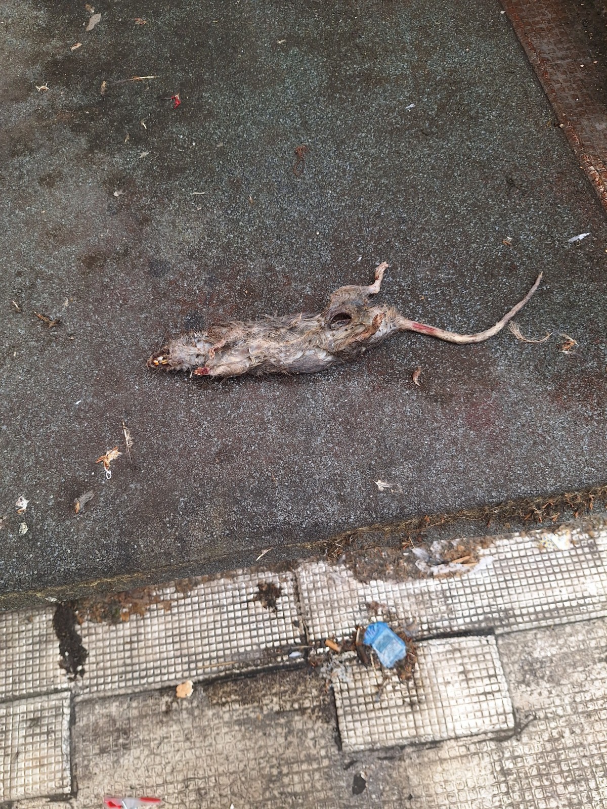 Dératisation furet à Marseille : méthode naturelle, prix et avantages pour un traitement écologique.