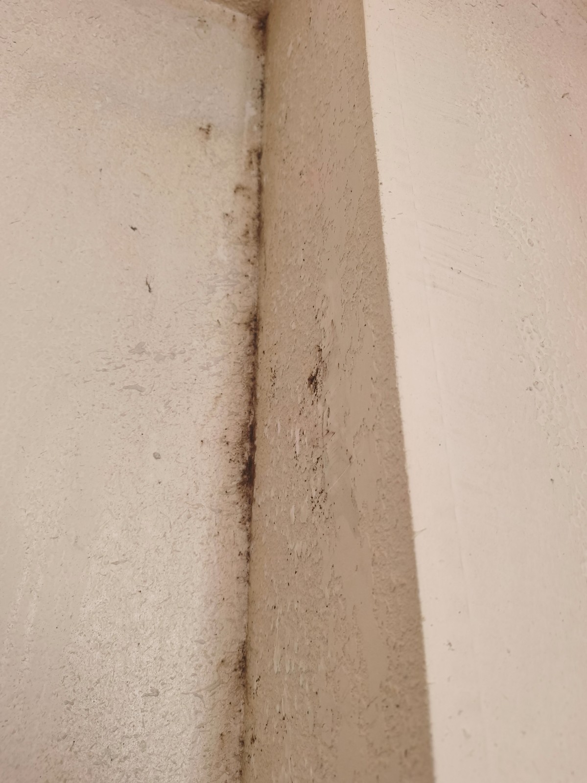 Neutralisation punaises de lit par vapeur sèche prolongée dans T1 meublé infesté secteur Noailles Marseille centre-ville.