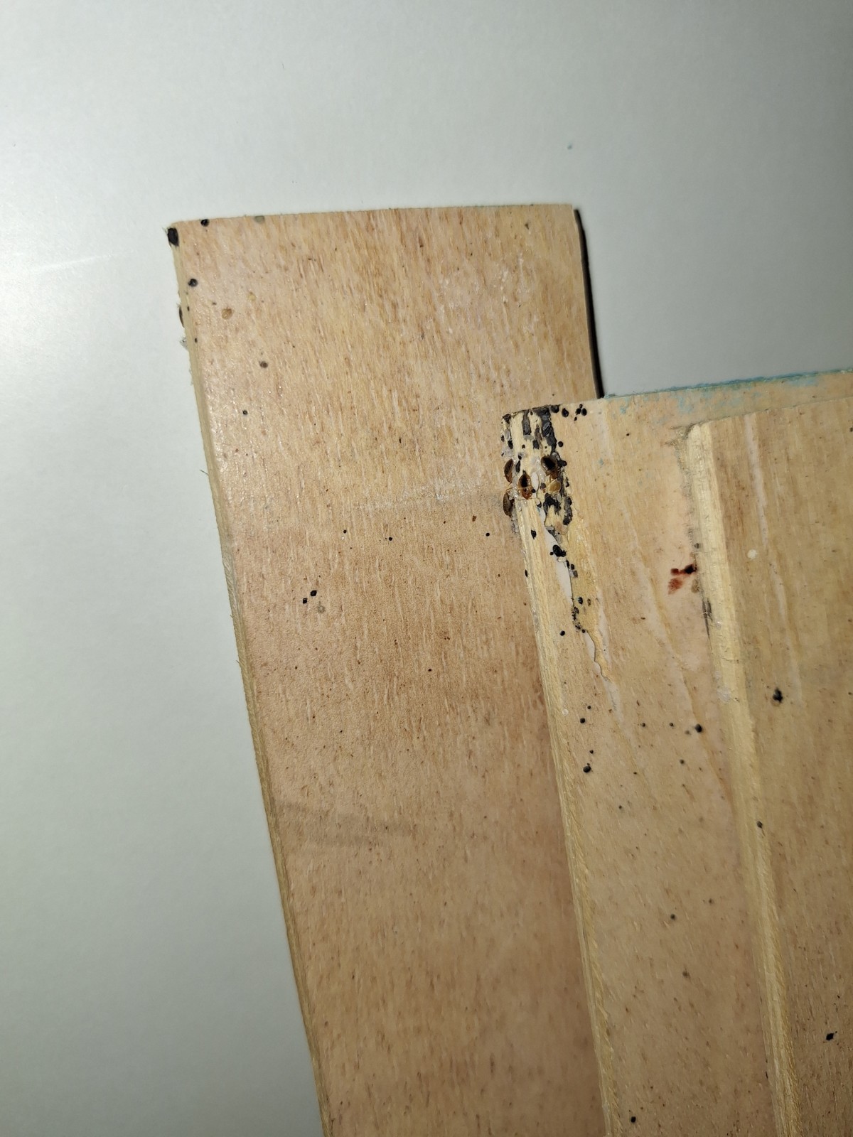 Traitement efficace contre les punaises de lit pour AirBnB à Marseille 1er - Noailles et Vieux-Port