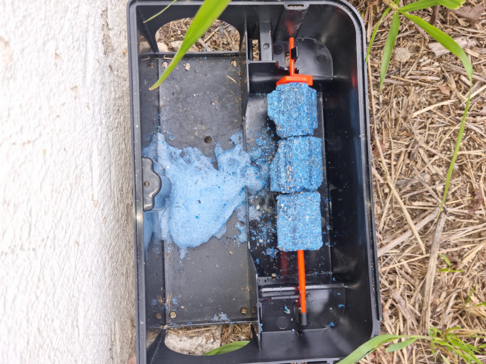 Estimer le coût global d’une dératisation complète avec suivi et certificat pour locaux commerciaux ou copropriétés à Marseille