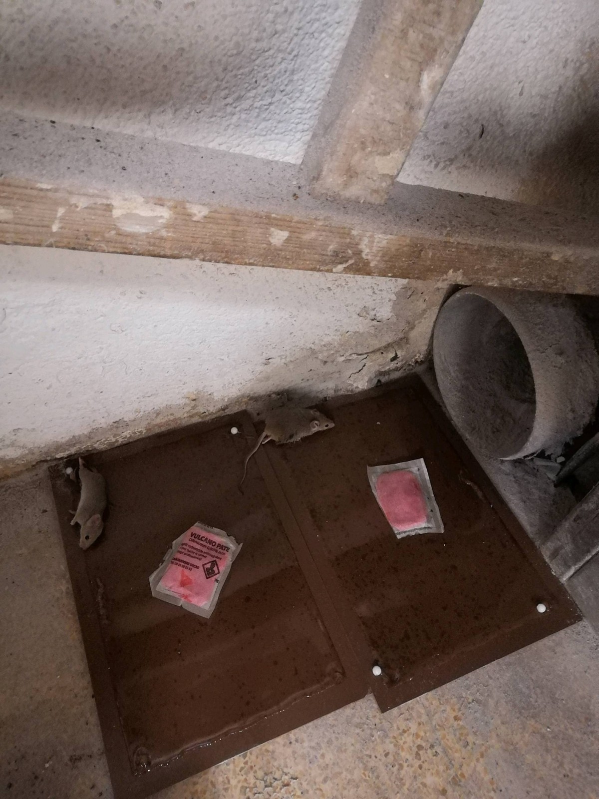 Traitement de souris dans le 11e arrondissement de Marseille