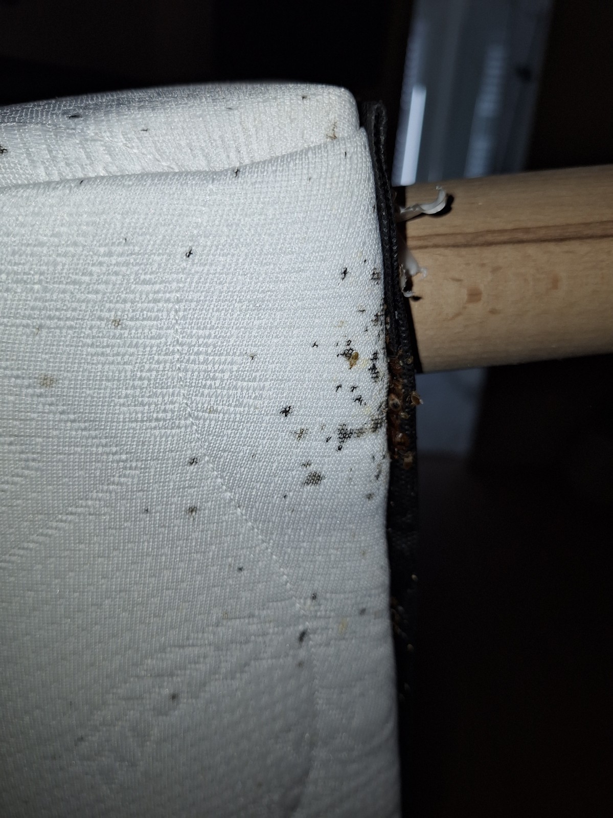 Neutralisation vapeur sèche punaises de lit dans T1 rénové infesté secteur Camas Marseille 5ᵉ arrondissement.