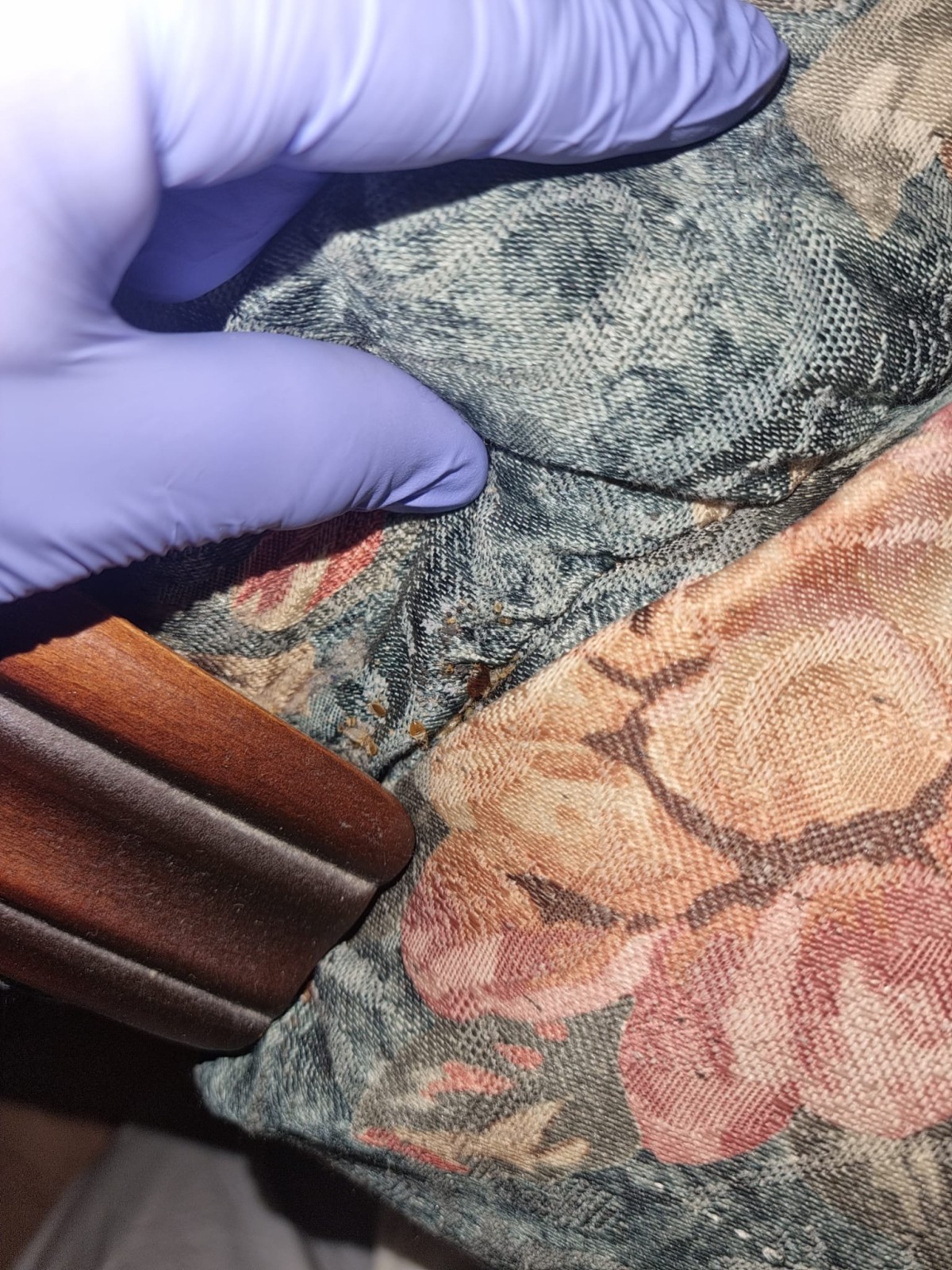 Éradication des punaises de lit dans les salles de sport à Marseille : un traitement expert et écologique