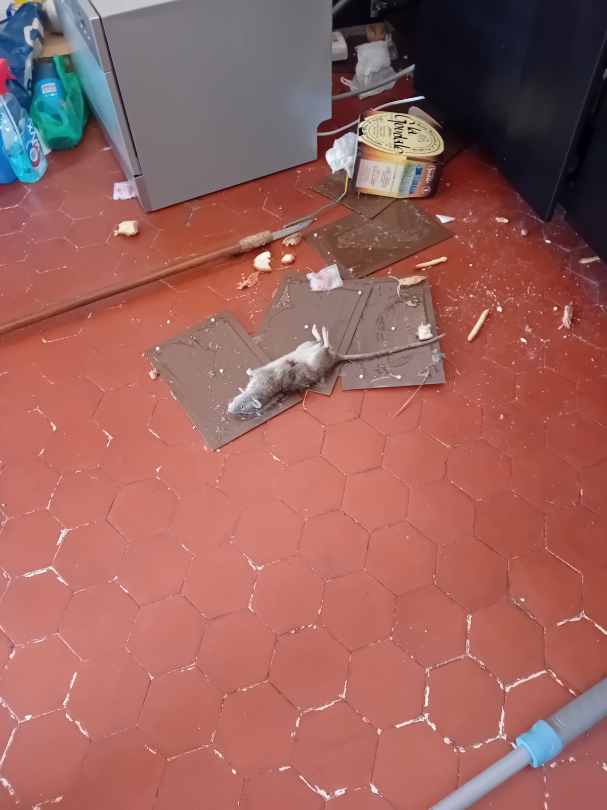 Dératisation entreprise certifiée : coût et démarches pour fumigation ou solutions actives contre rongeurs à Marseille