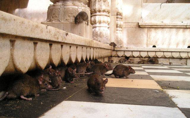 Dératisation de vos locaux commerciaux, commerces ou Bureaux professionnels sur Marseille.