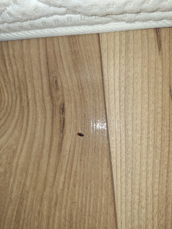 Désinsectisation vapeur sèche punaises de lit sur menuiseries et textile mural dans T2 infesté quartier Pointe-Rouge Marseille 8ᵉ.