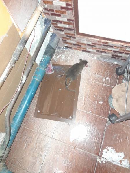 Dératisation et Désinsectisation de tout nuisibles à Marseille et Régions PACA depuis plus de 10 Ans.