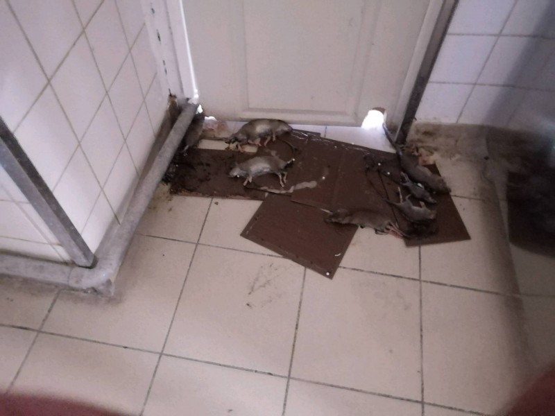 Infection d'une colonie de rats dans une boulangerie à Marseille 13003