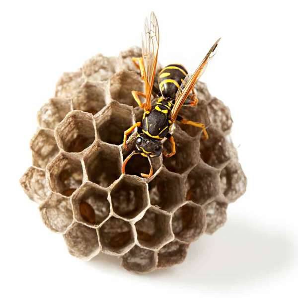 Retirer un nid de guêpes en urgence sous le toit de ma maison à Allauch prés de Marseille