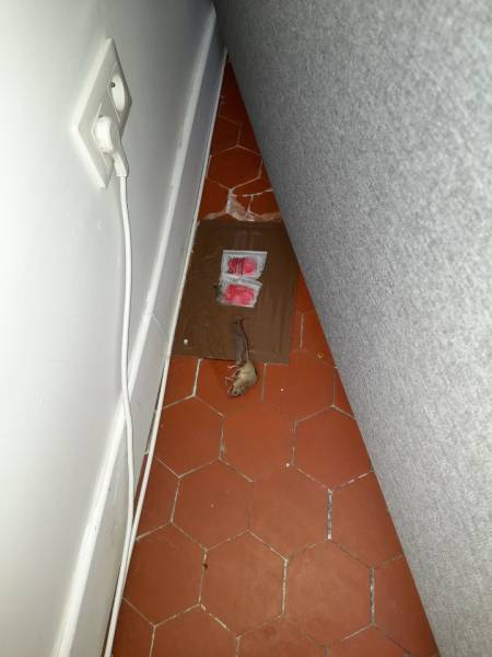 Dératisation et Désinsectisation de tout nuisibles à Marseille et Régions PACA depuis plus de 10 Ans.