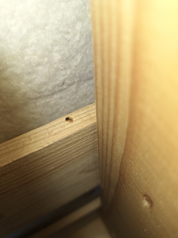 Qui doit régler un traitement de punaises de lit dans un appartement en tant que locataire