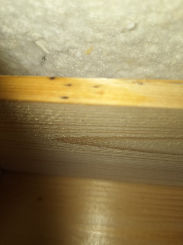 Qui doit régler un traitement de punaises de lit dans un appartement en tant que locataire