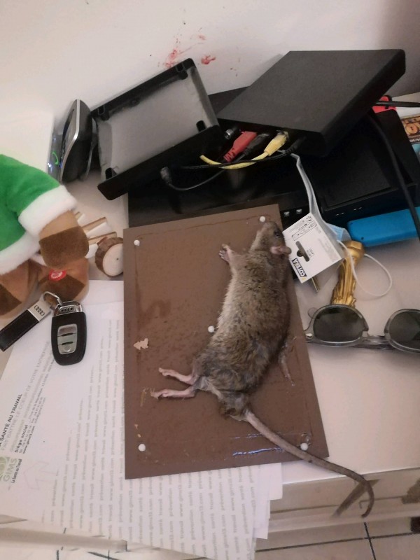 Dératisation dans le 7e arrondissement de Marseille en urgence à 3h du matin