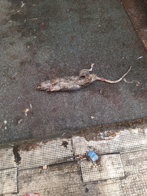 Dératisation furet à Marseille : méthode naturelle, prix et avantages pour un traitement écologique.