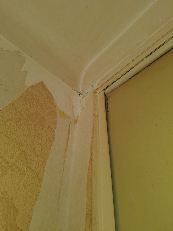 Quels sont les traitements à adopter pour bien se débarrasser des punaises de lit ?