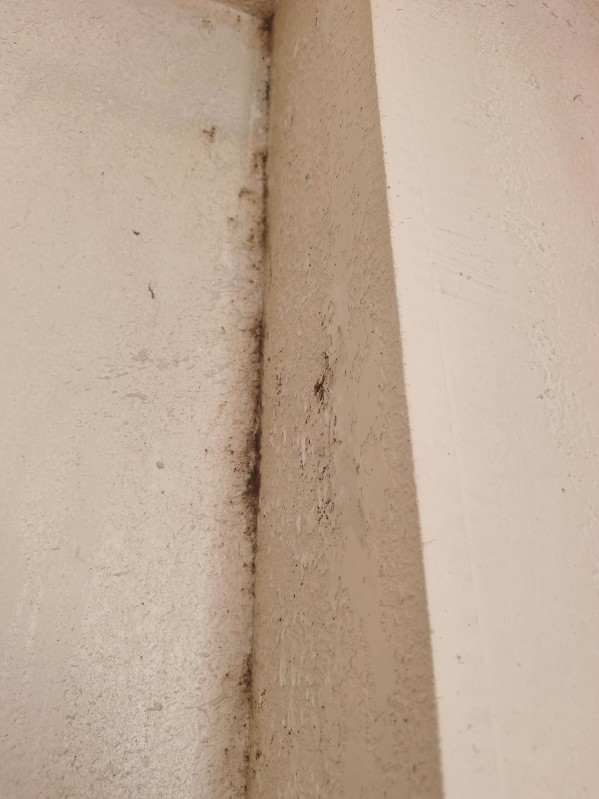 Neutralisation punaises de lit par vapeur sèche prolongée dans T1 meublé infesté secteur Noailles Marseille centre-ville.