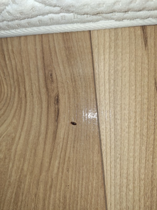 Prix Société anti punaise de lit intervention rapide même le dimanche à Marseille 13016