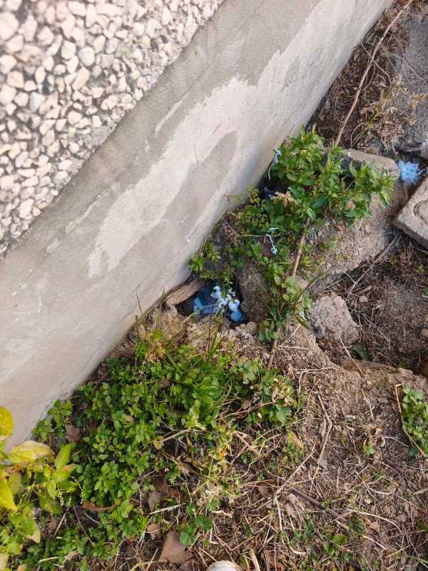 Dératisation mécanique à Marseille : efficacité des pièges et coûts pour une solution durable.