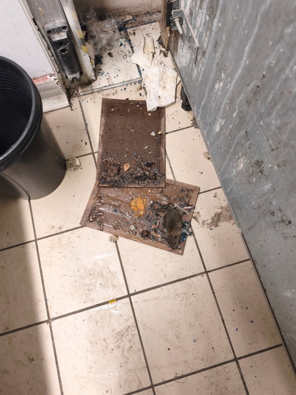 Dératisation mécanique à Marseille : efficacité des pièges et coûts pour une solution durable.