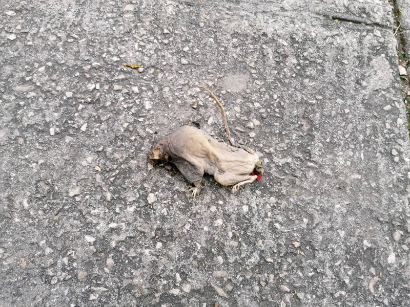 Dératisation avec produits professionnels monicules ou pastilles pour commerces et particuliers à Marseille