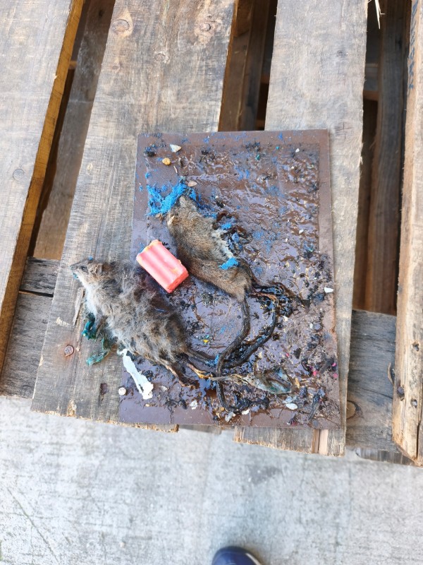 Deratisation d'une villa dans le 12e arrondissement de Marseille