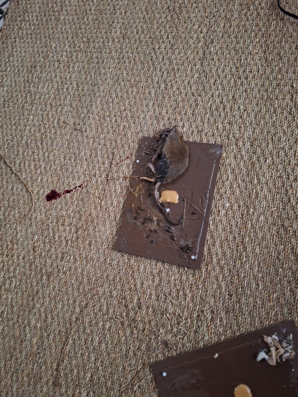 Deratisation en urgence pour une infection de rats dans un commerce Marseille 13002