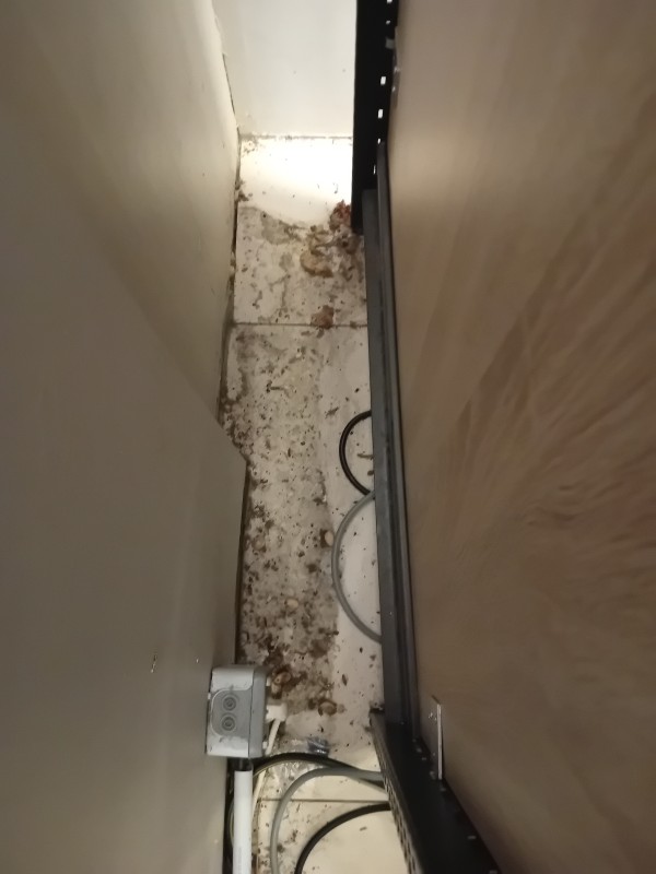 Dératisation entreprise certifiée : coût et démarches pour fumigation ou solutions actives contre rongeurs à Marseille