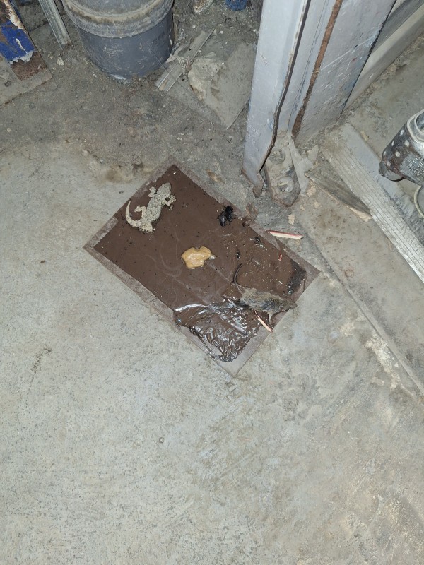 Traitement dératisation dans une villa de 200 m² à la Cadière d'Azur