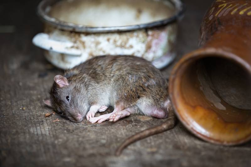 Dératisation et Traitement rat et souris 7 jours sur 7 à Marseille