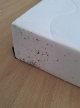 Notre zone d'activité pour ce service Entreprise de désinsectisation pour lutter contre les cafards par pulvérisation et fumigation